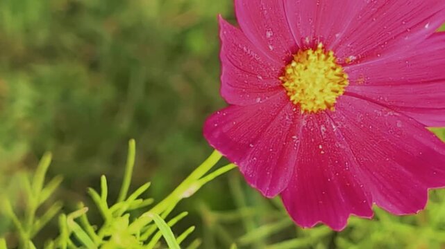 Growing flower with bright petals in close up during daytime in garden