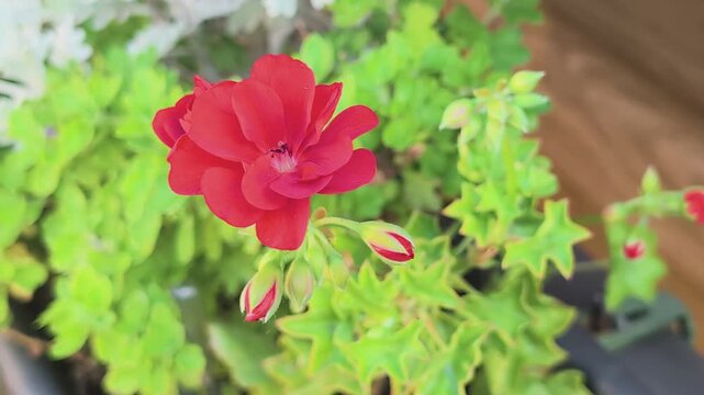 Close up of a red zonal geranium flower with green buds in a garden setting