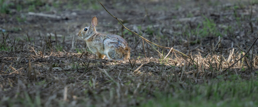 Eastern cottontail rabbit (Sylvilagus floridanus) alert in a natural field habitat