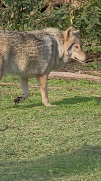 Grey Wolf Walking Across Green Field Near Trees