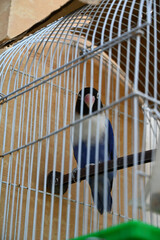 Une cage avec un petit perroquet bleu, un inséparable masqué © Flo Bidarteko