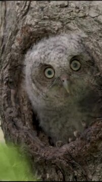 Two Cute Screech Owlets Peeking Out from Tree Trunk Hollow
