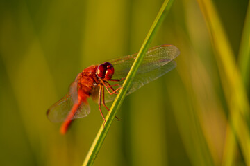 Red dragonfly resting on a grass stem at sunset © badescu