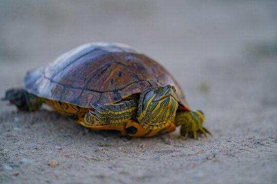 Pond slider turtle walking on ground outdoors