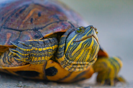 Pond slider turtle walking on ground outdoors