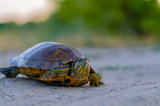 Pond slider turtle walking on ground outdoors