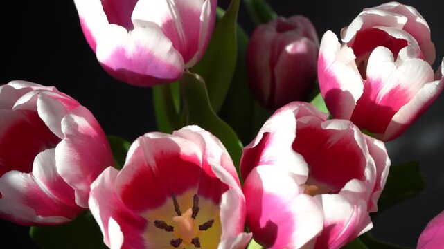 Tulips flowers bouquet. White pink petals Floral spring background