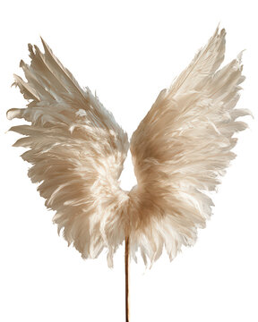 Pair of white feather wings isolated on transparent background with detailed soft plumage and elegant texture