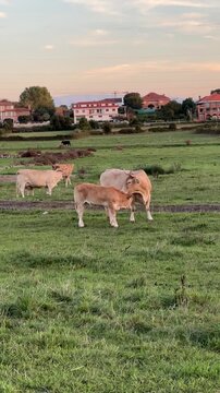 Cows and calves graze on a green pasture on a warm summer evening. In the foreground, a tender moment between a cow and her calf as the calf rubs against its mother while she gently licks it.