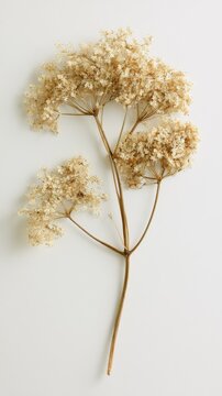 Preserved and dried branch of Elderflower blossoms with small cream-colored withered florets and delicate stems, clean paper background.
