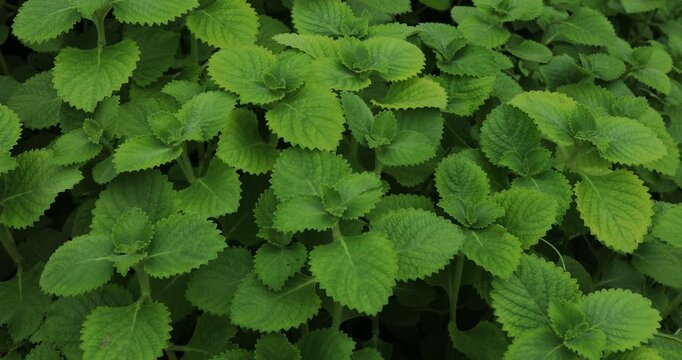 Close up of Ajwain green leaves background.