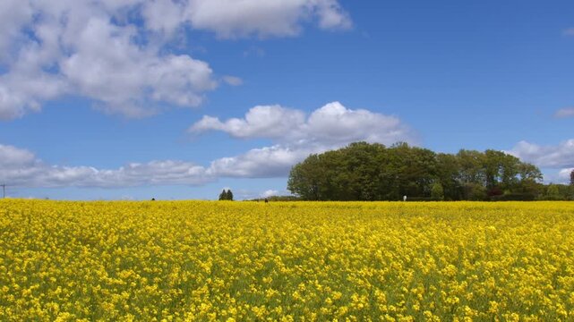 春の快晴と満開の菜の花畑 澄み渡る青空と白い流雲の美しい風景
Vibrant Mustard Field in Full Bloom with Blue Sky at Sanbongi Himawari no Oka, Miyagi Japan