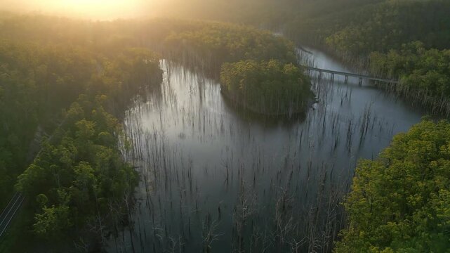 Aerial view of flooded dead forest with bare trees near Gold Coast, Queensland, Australia