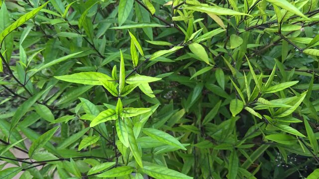 Gendarussa