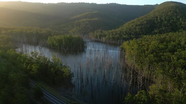 Aerial view of flooded dead forest with bare trees near Gold Coast, Queensland, Australia