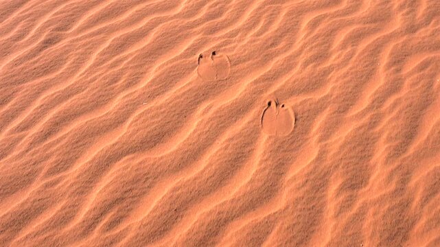 Cinematic panning shot of camel footprints imprinted on rippled red desert sand dunes