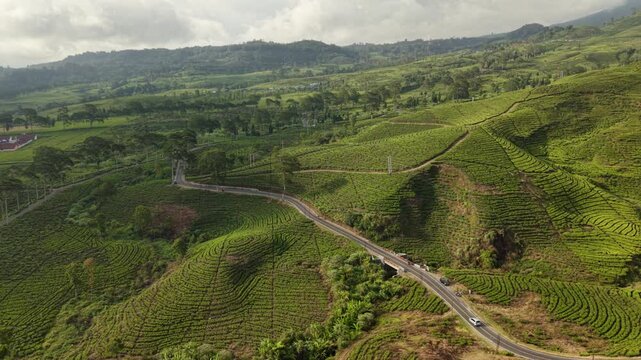 Aerial View of Winding Road and Small Bridge Crossing Rolling Tea Plantation Hills in Rancabali, Ciwidey, West Java, Indonesia