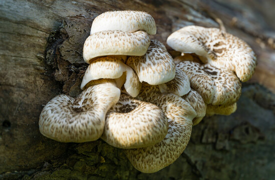 Cluster of cream-colored, layered mushrooms Lentinus tigrinus  growing densely on decaying tree bark, with wavy edges and overlapping caps