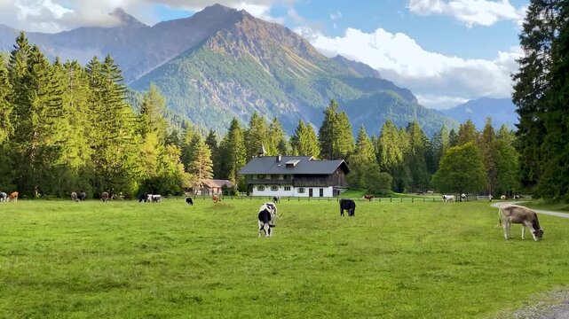 Bauernhof mit Kuhherde am Lechweg bei Forchach im Lechtal, &Ouml;sterreich 