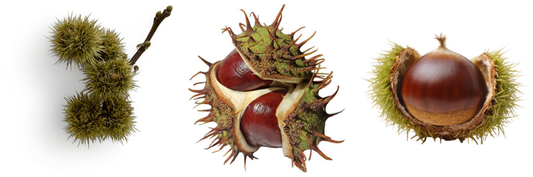 Three stages of horse chestnut fruit development: unripe cluster, open spiky husk with conkers, and ripe conker in husk, isolated on transparent background.