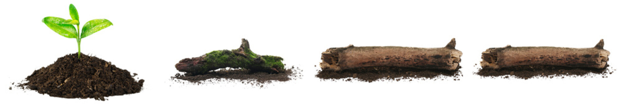 A young plant growing from soil, a mossy log, and two broken logs isolated on transparent background