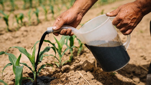 Using biogas digestate as organic fertilizer in agriculture fields