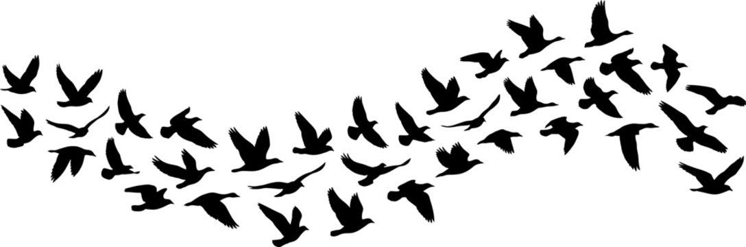 A flock of birds in silhouette against a white background