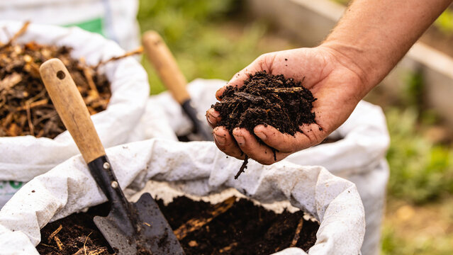 Hand holds organic waste taken from a bag used for composting in a rural area