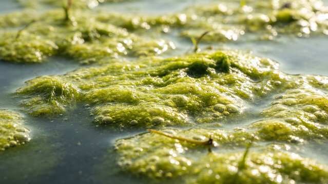 Agricultural waste conversion to value-added products in circular economy system