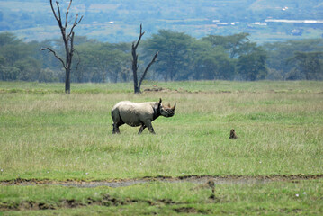 White rhinoceros. Kenia, Africa © Oleg Znamenskiy