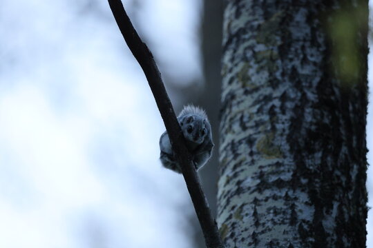 A rare glimpse of the flying squirrel Pteromys volans  in the last evening light Finnland