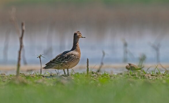 A Garganey (Spatula querquedula) resting on the shore of the wetland in the Tigris Valley, Diyarbakır. This bird is a species found across almost the entire globe, inhabiting the continents of Asia, E