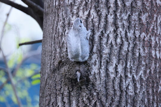 A rare glimpse of the flying squirrel Pteromys volans  in the last evening light Finnland