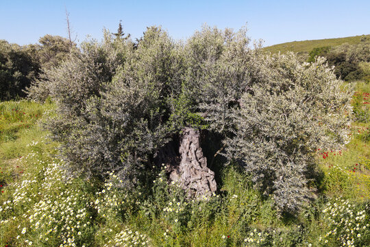 Image of olive tree that is 1500-2000 years old. Olive trees, called "Immortal Trees" in mythology and botany, are long-lived durable trees that grow very slowly.
