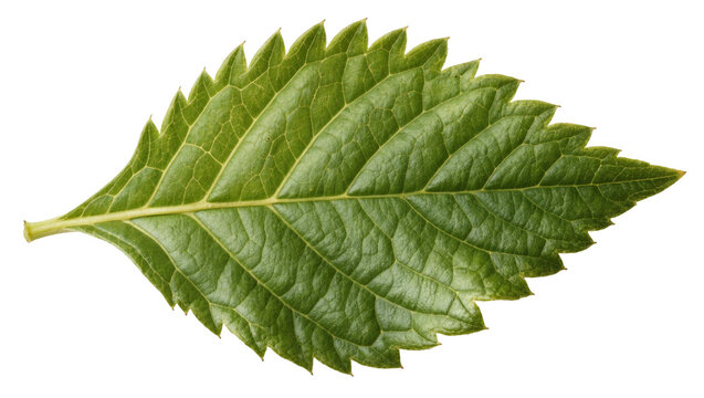 Green serrated leaf with prominent veins, isolated on transparent background