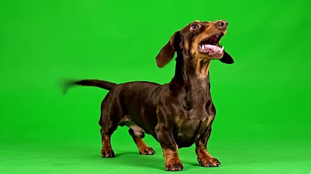 Dachshund dog barking and wagging tail playfully in this high quality green screen motion video clip