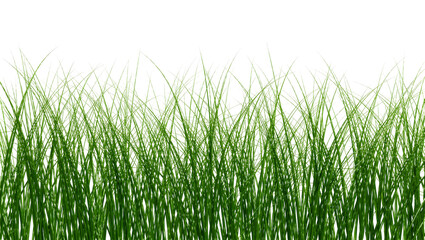 Obraz premium Lush green grass blades detailed and vibrant, isolated on transparent background