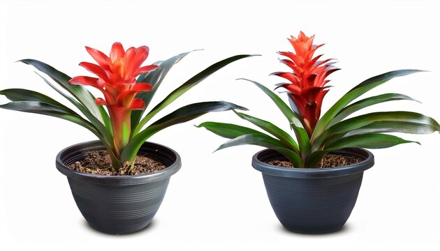 Guzmania Monostachia Flower Blossom Isolated Flower In The Pot