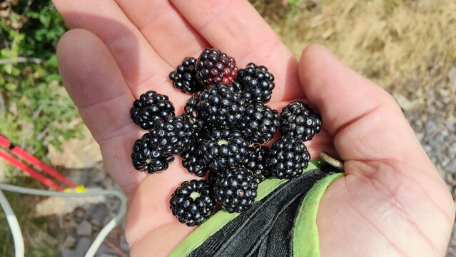 Moras