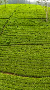 Top view of Tropical landscape with Tea estate among the mountains. Tea plantations in Sri Lanka. Maskeliya.