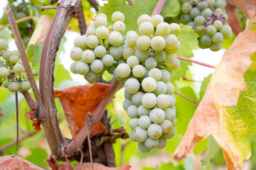 Green grapevine, hot dry summer, ripe riesling wine grapes growing on vine, vineyard in Trier,...