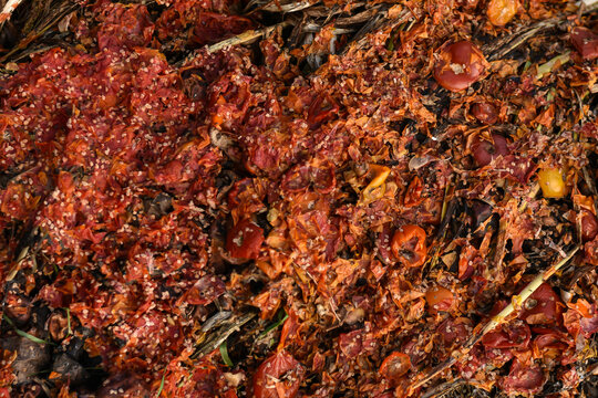 Organic food waste on heap close-up. Compost pile with layers of food scarps and organic materials. Compost pit for organic scarps.