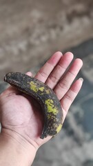 Rotten banana on human hand © Marr