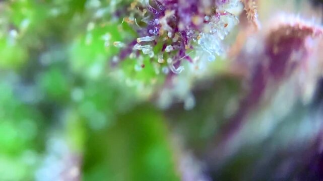 Amazing Cannabis plant trichomes producing resin at macro view. 