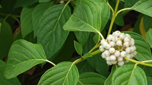 Dogwood plant with white berries on green leaves in a natural setting
