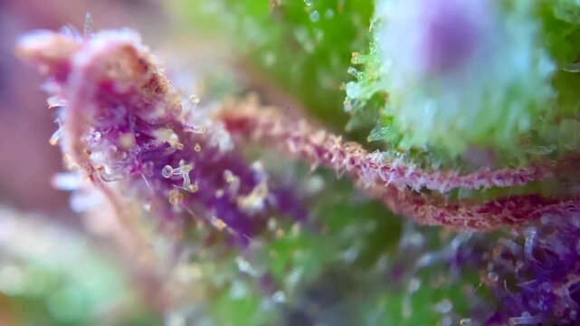 Perfect Cannabis plant trichomes producing resin at macro view. 