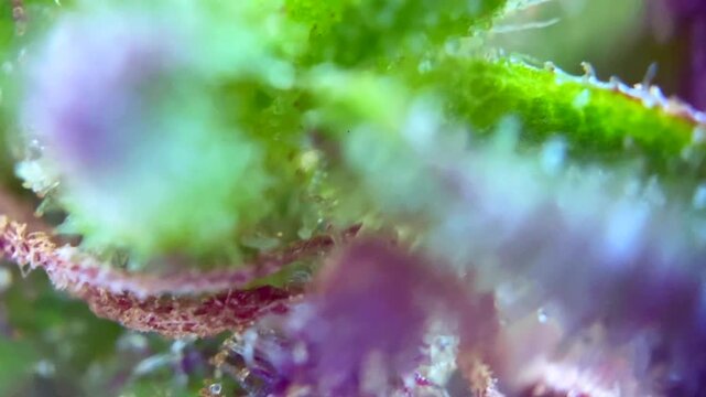 Stunning Cannabis plant trichomes producing resin at macro view. 