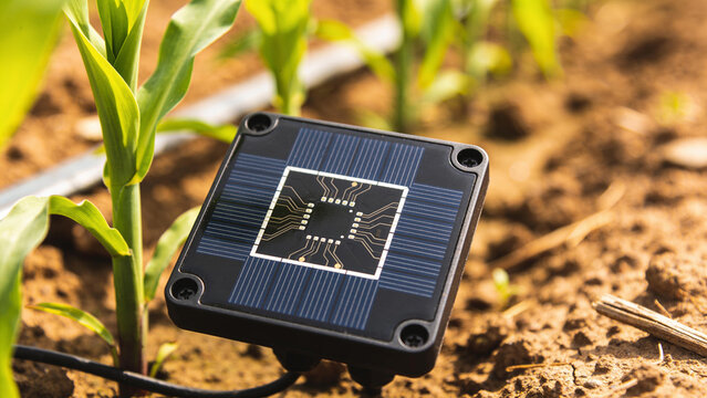 Soil moisture sensor placed between young plants in a field for smart farming systems