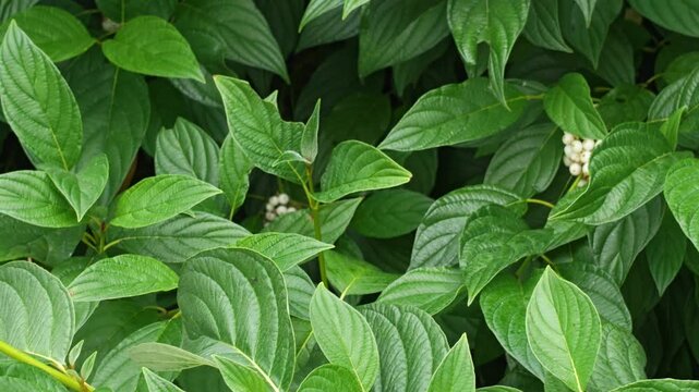Green lush leaves in natural sunlight on a plant background