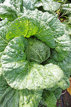 Ripe Chinese cabbage in garden. Close-up of green cabbage leaves growing in field. Textured cabbage leaves. Fresh vegetables, ready to harvest. Top view